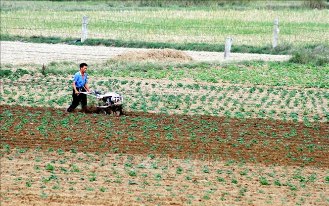 Nông dân xã Nam Trực, tỉnh Ninh Bình, làm đất trồng cây màu vụ đông. Ảnh: Thái Thuần - TTXVN 
