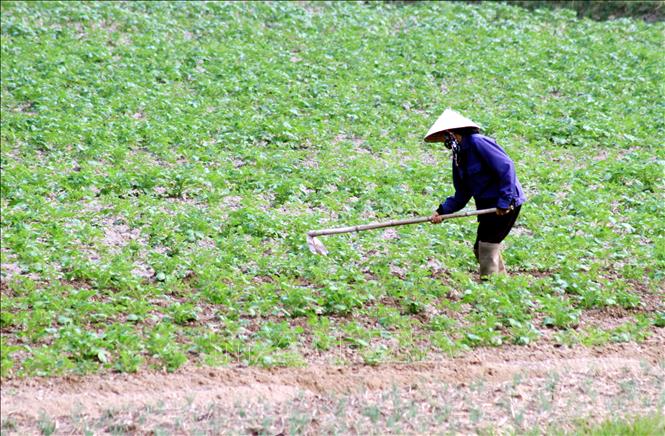 Nông dân xã Nam Trực, tỉnh Ninh Bình, chăm sóc rau màu vụ đông. Ảnh: Thái Thuần - TTXVN 
