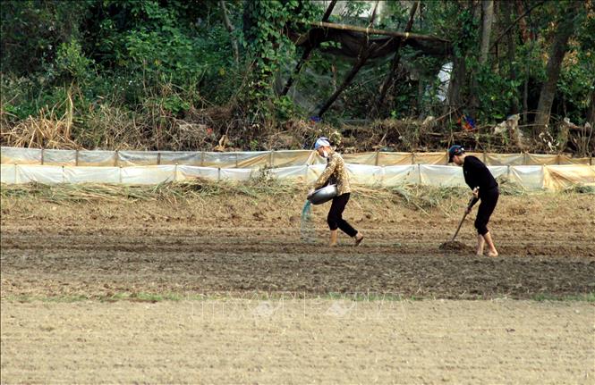 Nông dân xã Nam Trực, tỉnh Ninh Bình, bón phân, vun gốc cây rau màu vụ đông. Ảnh: Thái Thuần - TTXVN 
