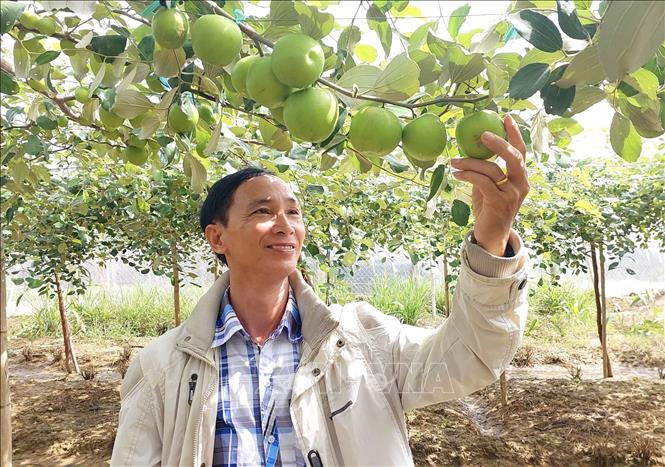 Giống táo TN01 được Viện Nghiên cứu Bông và Phát triển Nông nghiệp Nha Hố (phường Đô Vinh, tỉnh Khánh Hòa) nghiên cứu chọn tạo có khối lượng quả trung bình từ 80 - 100 gram, quả lớn có thể đạt tới 280 gram, độ ngọt brix trên 11%. Ảnh: TTXVN phát