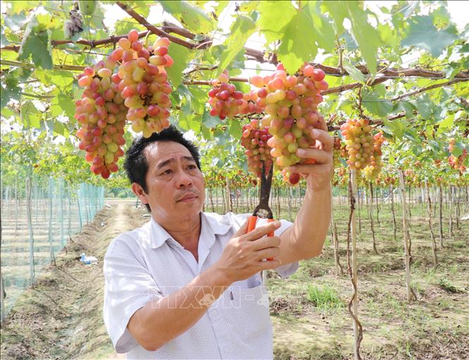 Cán bộ Viện Nghiên cứu Bông và Phát triển Nông nghiệp Nha Hố (phường Đô Vinh, tỉnh Khánh Hòa) kiểm tra vườn nho NH01-152 chuẩn bị cho thu hoạch. Ảnh: Nguyễn Thành – TTXVN