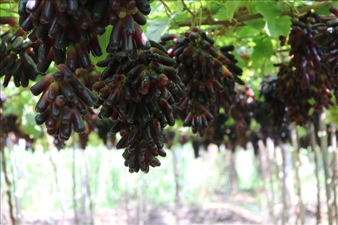 Giống nho không hạt NH04-102 (nho ngón tay đen) đang được các hộ nông dân ở Khánh Hòa trồng nhân rộng. Ảnh tư liệu: Nguyễn Thành – TTXVN