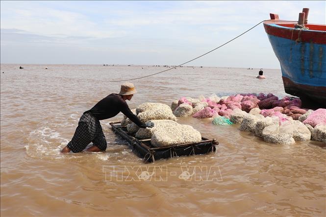 Vận chuyển nghêu ở bãi nuôi về nơi tập kết để bán cho thương lái. Ảnh: Hữu Chí - TTXVN