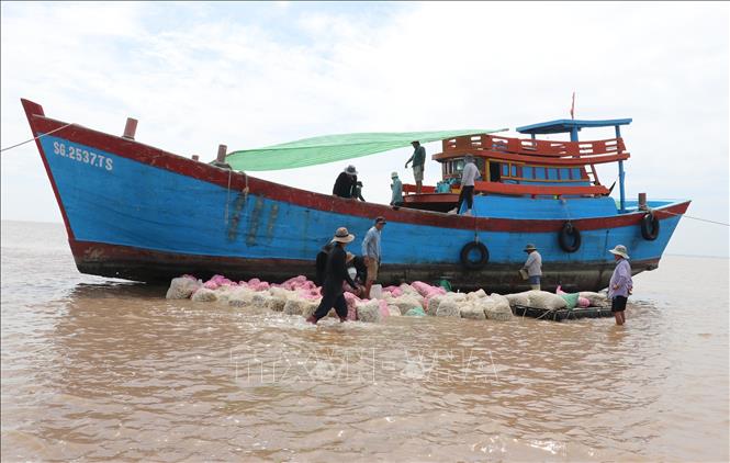 Nghêu sau khi bán cho thương lái sẽ được vận chuyển vào bờ đến nơi tiêu thụ. Ảnh: Hữu Chí - TTXVN