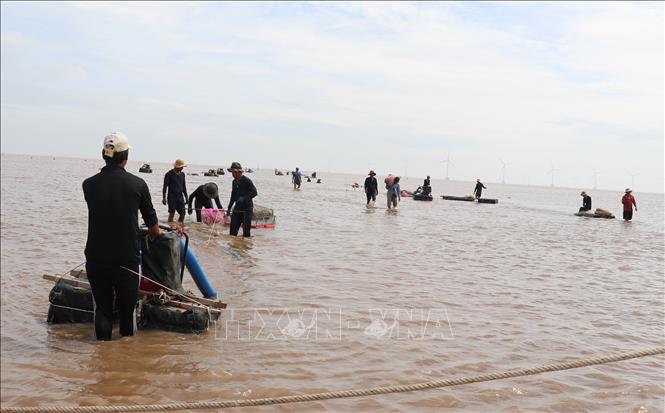 Người nuôi nghêu sáng tạo ra máy hút nghêu, giúp thu hoạch nhanh hơn bắt thủ công. Ảnh: Hữu Chí - TTXVN