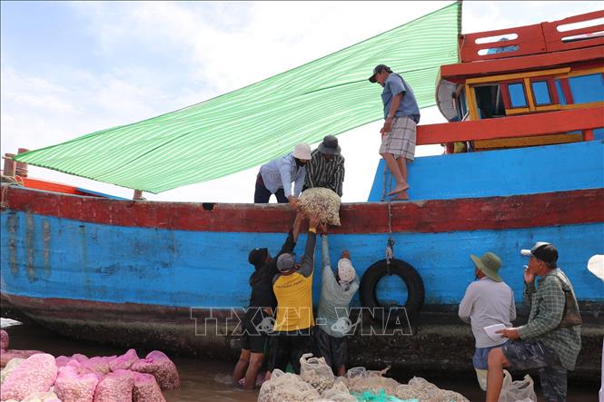 Nghêu sau khi cân được vận chuyển lên ghe. Ảnh: Hữu Chí - TTXVN