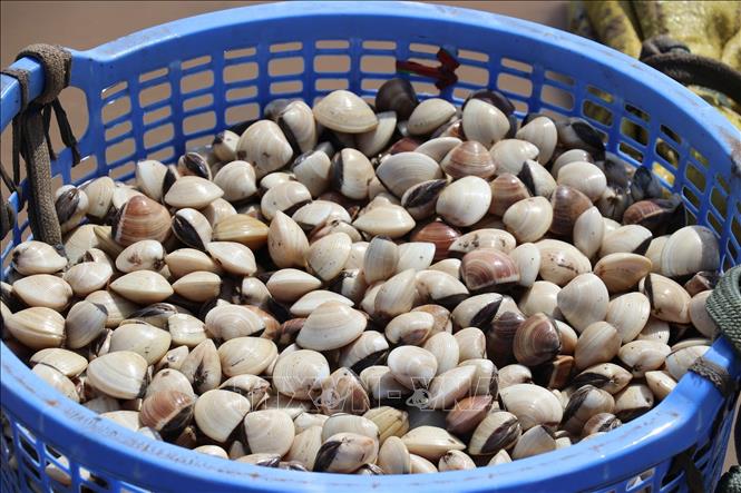 Nghêu Gò Công của tỉnh Đồng Tháp nổi tiếng về chất lượng thịt, hình dáng đẹp. Ảnh: Hữu Chí - TTXVN