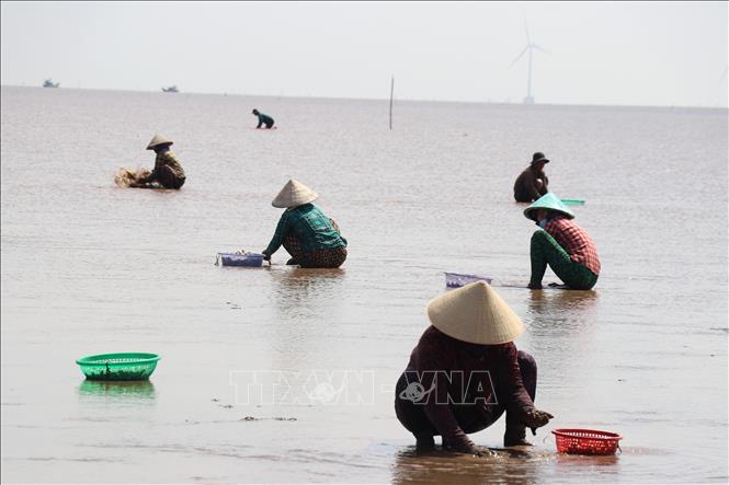 Vào mùa thu hoạch, vùng nuôi nghêu ở biển Gò Công thu hút từ 3.000-3.500 lao động. Ảnh: Hữu Chí - TTXVN
