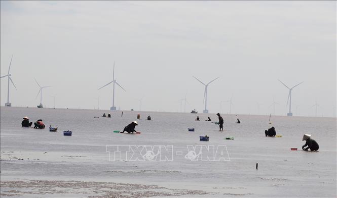 Người bắt nghêu ở một bãi nuôi khi thủy triều vừa xuống. Ảnh: Hữu Chí - TTXVN