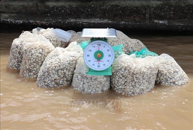 Nghêu sau khi thu hoạch chuẩn bị được bán cho thương lái. Ảnh: Hữu Chí - TTXVN