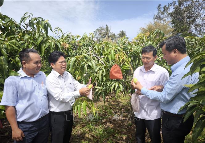 Mô hình trồng xoài vùng ven biển tại tỉnh Vĩnh Long mang lại hiệu quả kinh tế cao. Ảnh:Lê Thúy Hằng - TTXVN