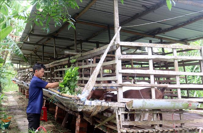 Mô hình nuôi dê ở phường Cái Vồn, tỉnh Vĩnh Long, mang lại hiệu quả kinh tế cao. Ảnh: Lê Thúy Hằng - TTXVN