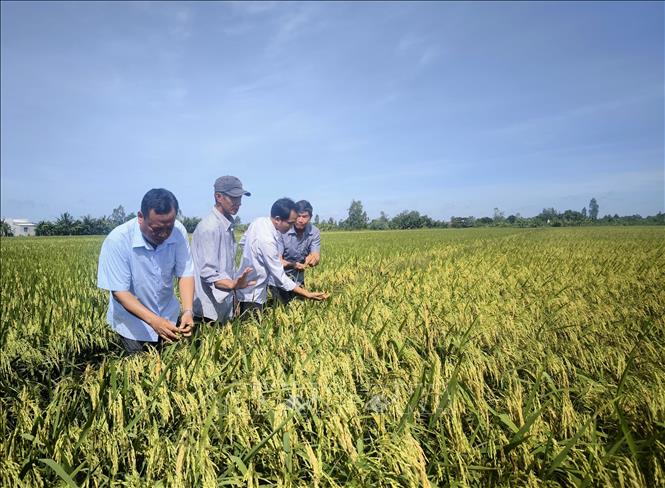 Nông dân xã Tân Xuân, tỉnh Vĩnh Long thăm ruộng. Ảnh: Lê Thúy Hằng - TTXVN 