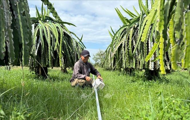 Người dân lắp đặt lại hệ thống camera giám sát vườn thanh long sau mưa lũ. Ảnh: Hồng Hiếu- TTXVN