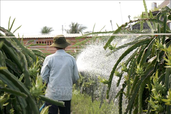 Nông dân khẩn trương chăm sóc lứa thanh long đang ra trái tranh thủ giá thanh long đang tăng cao. Ảnh: Hồng Hiếu - TTXVN