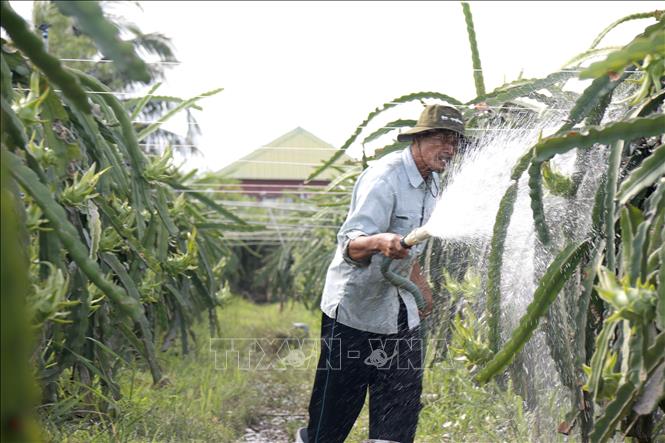Người dân phường Hàm Thắng tưới nước, chăm sóc vườn thanh long. Ảnh: Hồng Hiếu- TTXVN