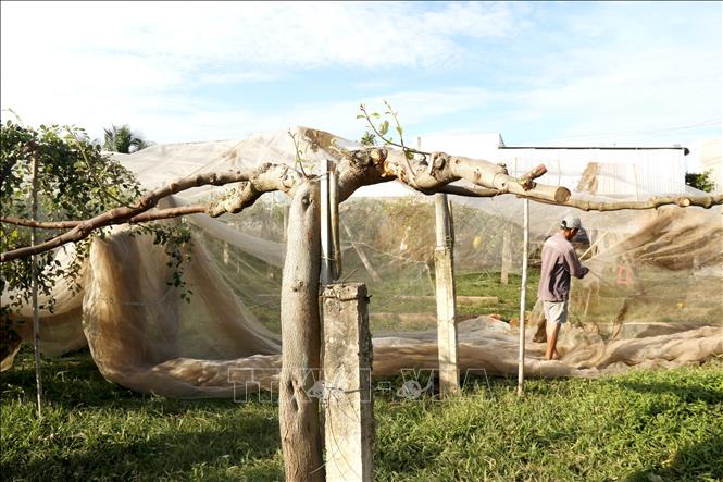 Người dân cắt cành để nuôi dưỡng những gốc táo lâu năm, khôi phục sản xuất. Ảnh: Hồng Hiếu- TTXVN