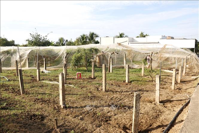 Vườn táo của anh Lê Bửu Khanh, khu phố Kim Bình, phường Hàm Thắng bị tàn phá sau mưa lũ. Ảnh: Hồng Hiếu- TTXVN