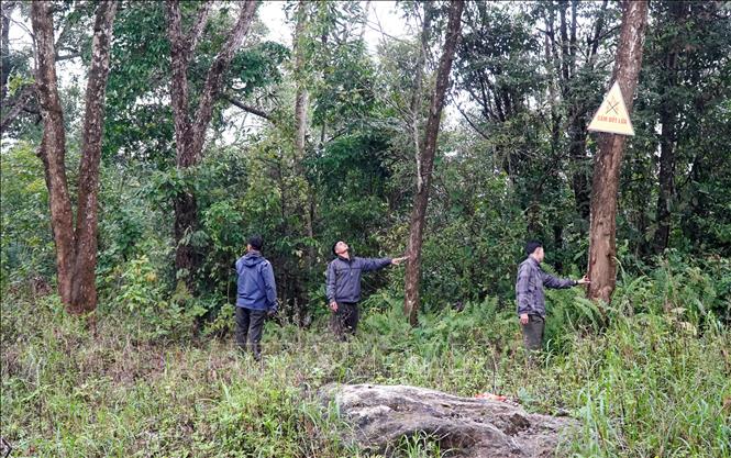 Tổ cộng đồng bảo vệ rừng thôn Làng Ren, xã Minh Long phối hợp với Trạm quản lý, bảo vệ rừng khu vực xã Minh Long tuần tra, bảo vệ diện tích rừng được giao, khoán. Ảnh: Lê Phước Ngọc - TTXVN