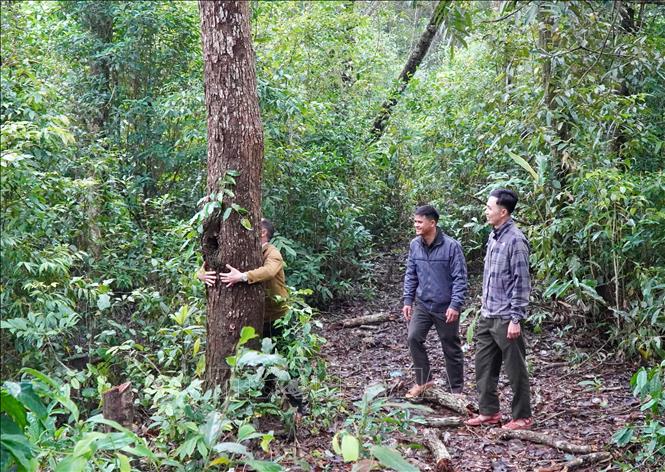 Tổ cộng đồng bảo vệ rừng thôn Làng Ren, xã Minh Long phối hợp với Trạm quản lý, bảo vệ rừng khu vực xã Minh Long tuần tra, bảo vệ diện tích rừng được giao, khoán. Ảnh: Lê Phước Ngọc - TTXVN 