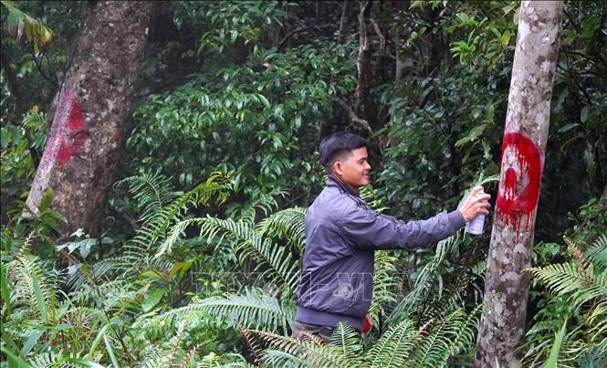 Thành viên Tổ cộng đồng bảo vệ rừng thôn Làng Ren, xã Minh Long đánh dấu cây gỗ thuộc phạm vi rừng được bảo vệ, tránh người dân xâm hại, khai thác trái phép. Ảnh: Lê Phước Ngọc - TTXVN
