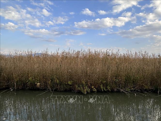 Cây lau được sử dụng như là một giải pháp cải thiện chất lượng nước cho hồ Nishinoko. Ảnh: Nguyễn Tuyến – Pv TTXVN tại Nhật Bản