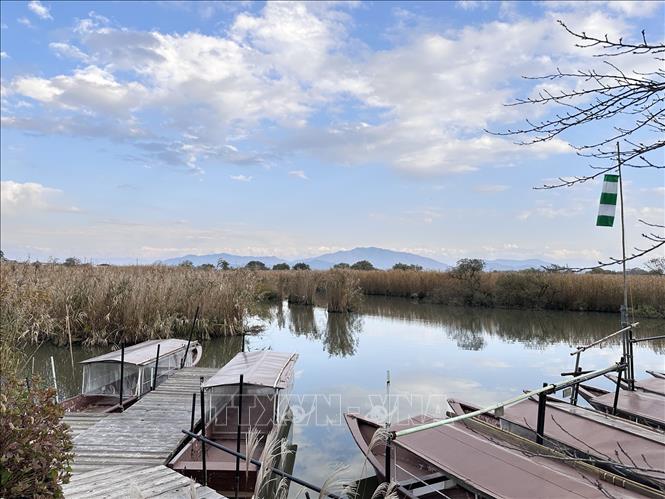 Cánh đồng lau trên hồ Nishinoko, một hồ nhỏ nối với hồ Biwa. Ảnh: Nguyễn Tuyến – Pv TTXVN tại Nhật Bản