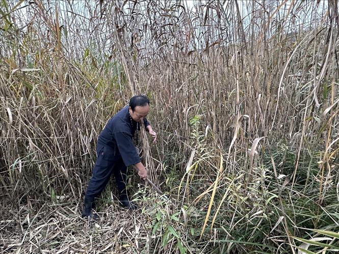 Ông Yosuke Miyao đang cắt những cây lau đã cao quá đầu người tại hồ Nishinoko. Ảnh: Nguyễn Tuyến – Pv TTXVN tại Nhật Bản