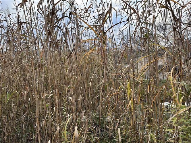 Lau sậy trưởng thành có thể đạt tới độ cao 4-5m. Ảnh: Nguyễn Tuyến – Pv TTXVN tại Nhật Bản