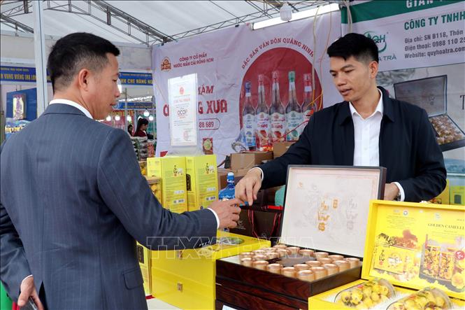 Visitor shops at a stall selling Quang Ninh province's golden camellia flowers. VNA Photo: Văn Đức