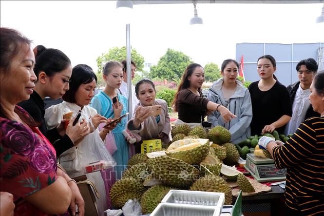 Tourists and locals buy Vietnamese durians at the fair. VNA Photo: Văn Đức