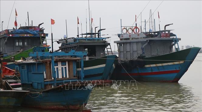 Năm 2025, không ít tàu cá tại Thuận An phải nằm bờ suốt nhiều tháng cuối năm do thời tiết bất lợi và thiếu kinh phí. Ảnh: Văn Dũng-TTXVN