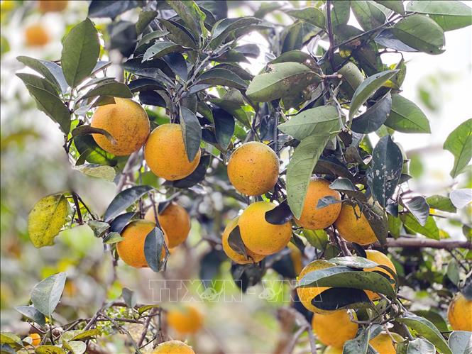 Việc đẩy mạnh áp dụng khoa học kỹ thuật và xây dựng thương hiệu đã giúp hữu cơ Vũ Quang tiêu thụ mạnh trong tỉnh và vươn ra cả nước. Ảnh: Hữu Quyết - TTXVN