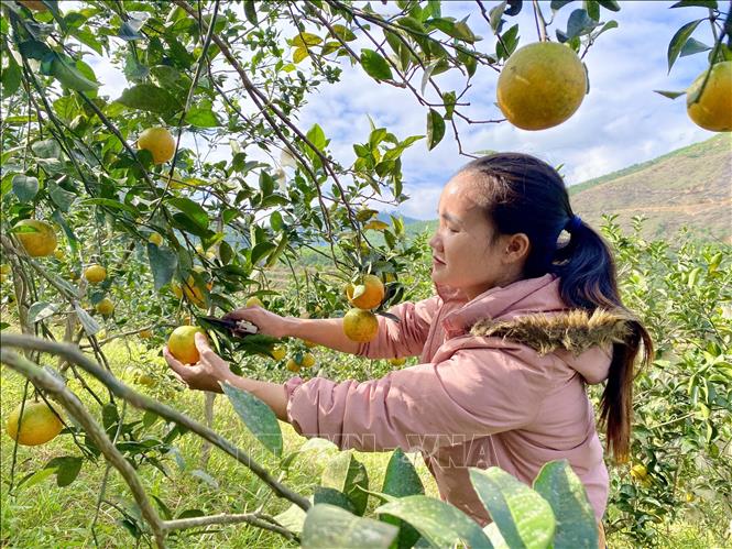 Người dân tại xã Vũ Quang thu hoạch cam hữu cơ. Ảnh: Hữu Quyết - TTXVN