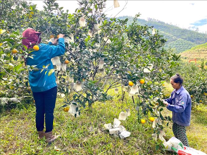 Người dân tháo túi bảo vệ côn trùng được bọc ngoài trái cam trước khi thu hoạch. Ảnh: Hữu Quyết - TTXVN