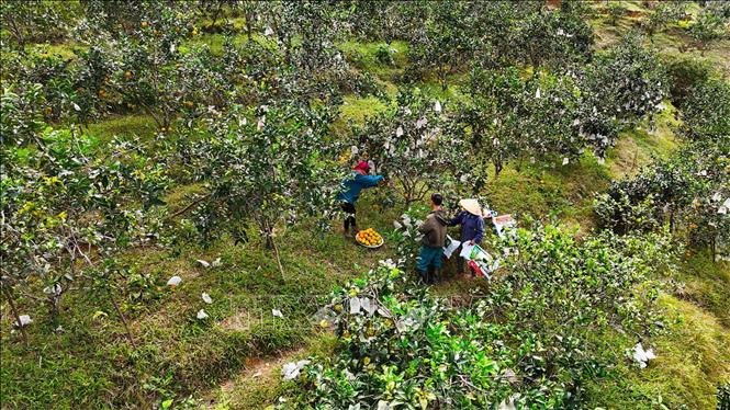 Những ngày này, bà con nông dân xã Vũ Quang, tỉnh Hà Tĩnh đang tất bật thu hoạch vụ cam hữu cơ chính vụ. Ảnh: Hữu Quyết - TTXVN