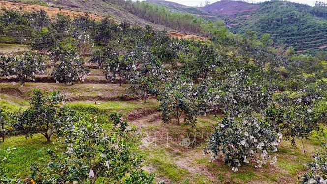 Với diện tích hơn 40 héc-ta, cam hữu cơ Hà Tĩnh năm nay đạt năng suất cao, được giá, mang lại niềm vui lớn cho người dân địa phương. Ảnh: Hữu Quyết - TTXVN