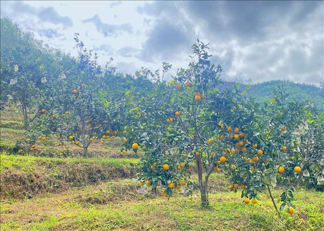 Các vườn cam hữu cơ tại xã Vũ Quang được áp dụng các tiêu chuẩn canh tác nghiêm ngặt, đảm bảo an toàn vệ sinh thực phẩm cho sản phẩm. Ảnh: Hữu Quyết - TTXVN