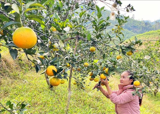 Tỉnh Hà Tĩnh hiện có hơn 40 ha cam đạt chứng nhận hữu cơ còn hiệu lực. Ảnh: Hữu Quyết - TTXVN