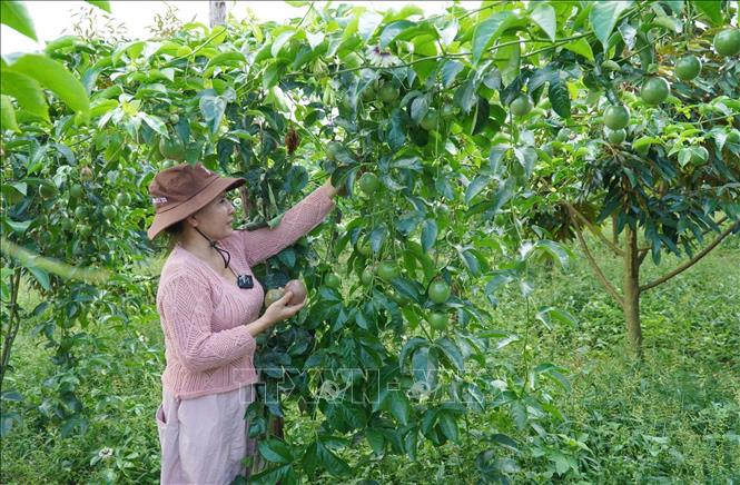 Gia Lai hiện là địa phương có diện tích chanh leo lớn nhất cả nước với khoảng 5.650 ha, trong đó gần 87% diện tích đã cho thu hoạch, sản lượng ước đạt trên 210 nghìn tấn. Ảnh: Hoài Nam - TTXVN