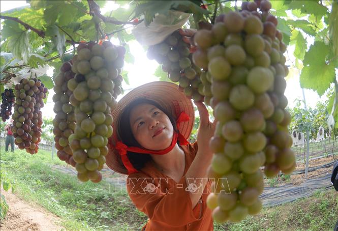 Nho trồng trên đất xã Hiệp Hòa, tỉnh Bắc Ninh. Ảnh: Việt Hùng – TTXVN

