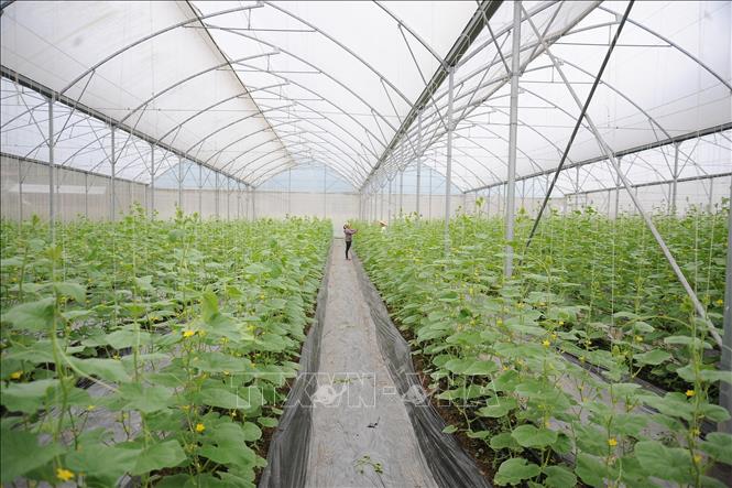 Mô hình trồng dưa bao tử tại xã Hiệp Hòa, tỉnh Bắc Ninh. Ảnh: Việt Hùng – TTXVN
