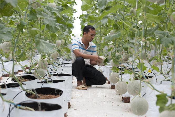 Mô hình trồng dưa trên giá thể tại xã Hợp Thịnh, tỉnh Bắc Ninh. Ảnh: Việt Hùng – TTXVN
