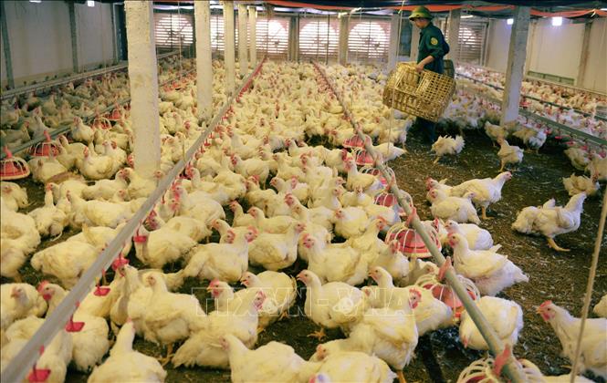 Trang trại nuôi gà công nghiệp tại phường Tân An, tỉnh Bắc Ninh. Ảnh: Việt Hùng - TTXVN

