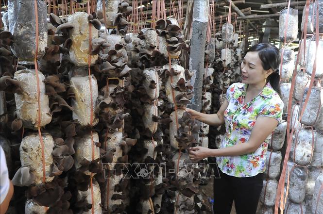 Mô hình sản xuất nấm mộc nhĩ tại thôn Bãi Cả, xã Tiên Lục, tỉnh Bắc Ninh. Ảnh: Việt Hùng – TTXVN

