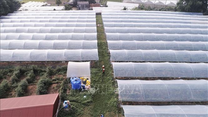 Khu nhà lưới sản xuất nông nghiệp công nghệ cao tại Hợp tác xã Đồng Tâm 3, xã Hợp Thịnh, tỉnh Bắc Ninh. Ảnh: Việt Hùng – TTXVN
