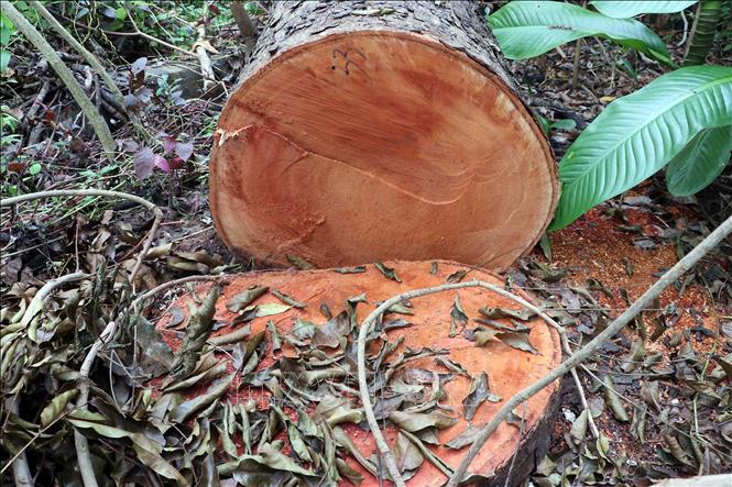 Hiện trường một gốc cây bị chặt vẫn còn thân chưa vận chuyển đi. Ảnh: Trung Kiên - TTXVN