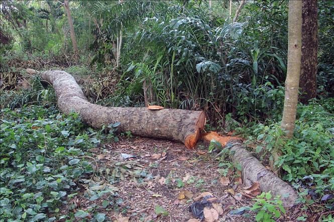 Một thân cây bị chặt bên đường. Ảnh: Trung Kiên - TTXVN