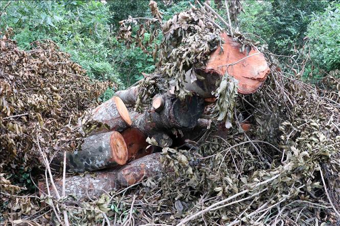 Một số thân gỗ sau khi chặt bị vứt bên đường. Ảnh: Trung Kiên - TTXVN