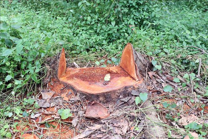 Một gốc cây bị chặt không tìm thấy phần thân. Ảnh: Trung Kiên - TTXVN